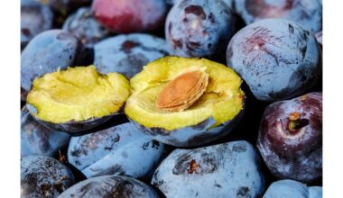 dvi medžiai perpildyti derliaus