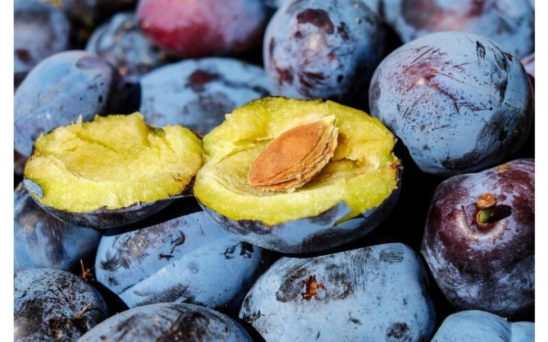 dvi medžiai perpildyti derliaus