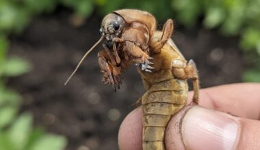 požeminis kurmis nugalėtas kiaušiniu