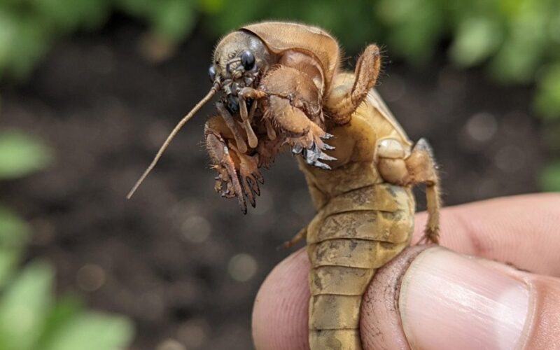 požeminis kurmis nugalėtas kiaušiniu