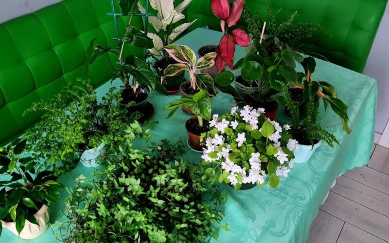 naudotas kepimo agentas ant augalų