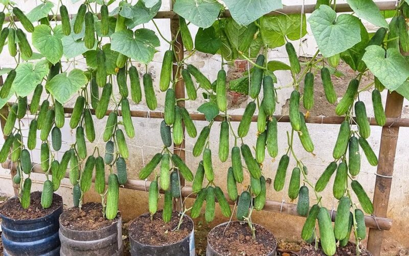 V formos treliažas padvigubina agurkų derlių