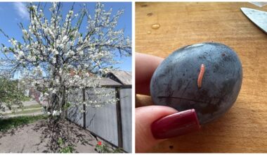 palaukite penkias dienas po žydėjimo