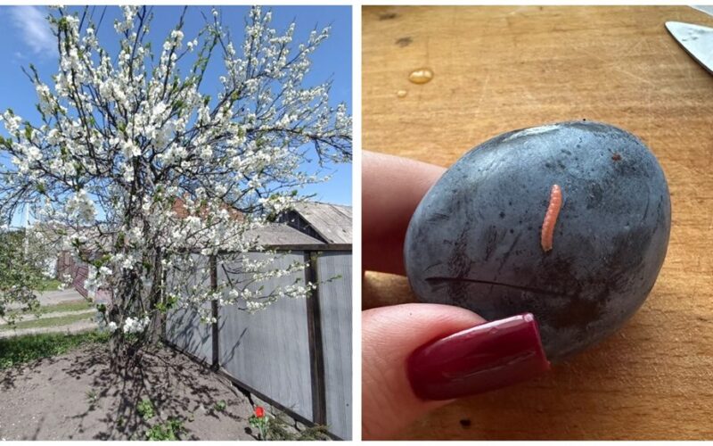 palaukite penkias dienas po žydėjimo