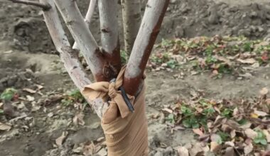 dėvint senas pėdkelnes sodininkystei