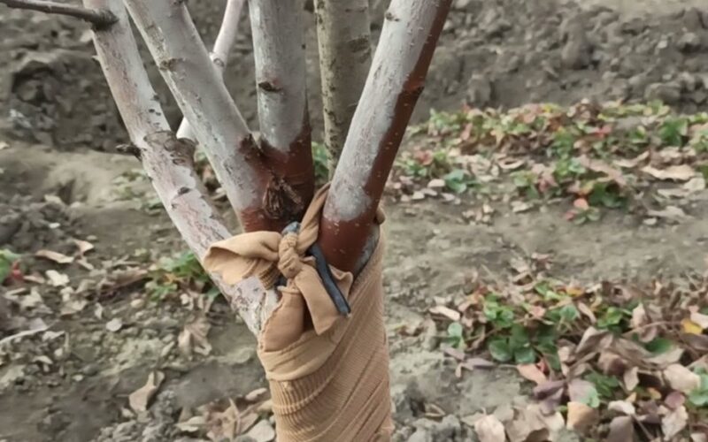 dėvint senas pėdkelnes sodininkystei