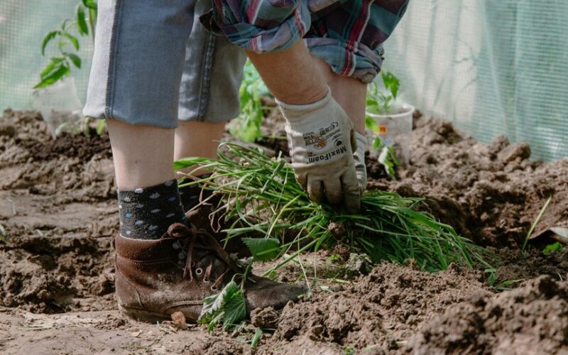 piktžolių dirvožemio rodikliai