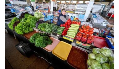 kodėl agurkai pūva pomidorai suglemba