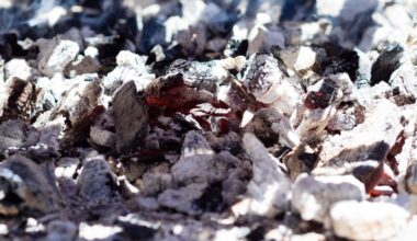 medžio pelenai kenksmingi kai kuriems augalams