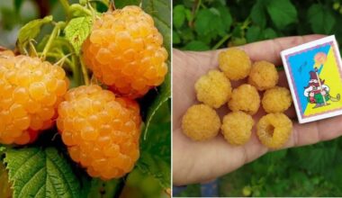 geltonosios milžiniškos avietės auginimo patarimai