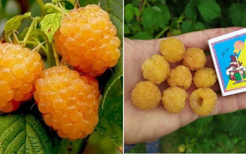 geltonosios milžiniškos avietės auginimo patarimai