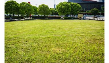 tu pjauni savo veją