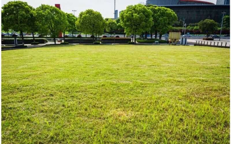 tu pjauni savo veją