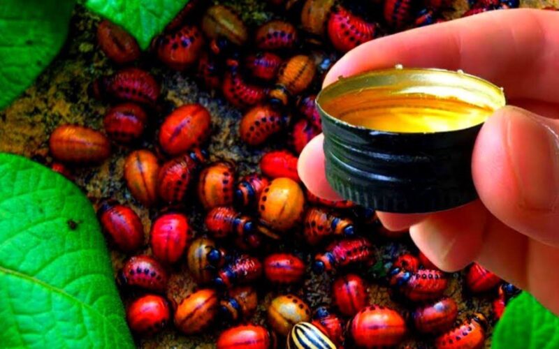 100 ml atbaido kolorado vabalus