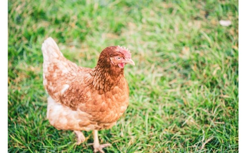 užmiesčio ūkininkas ištisus metus kiaušiniai