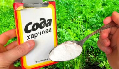 soda augalams
