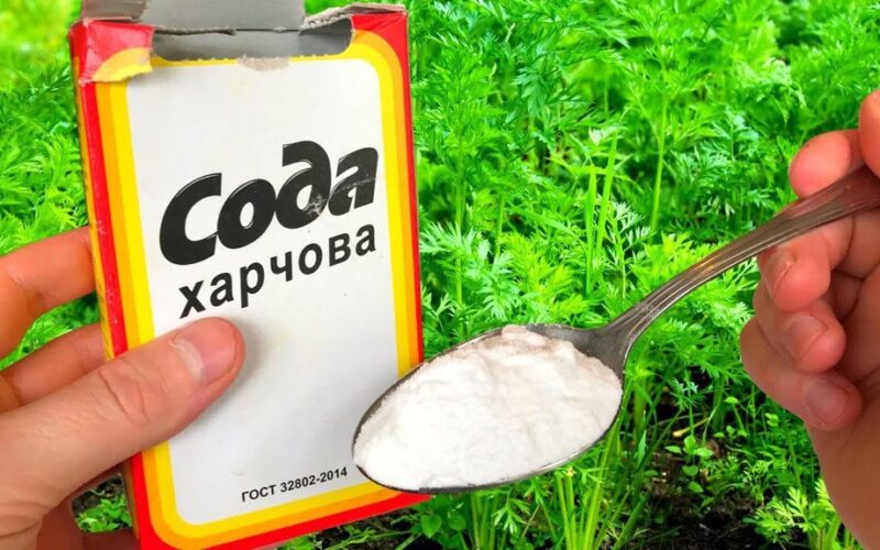 soda augalams