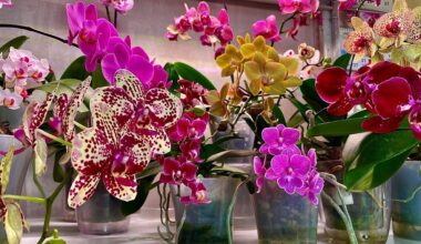 nupirktas puodinis orchidėja karūnuotas