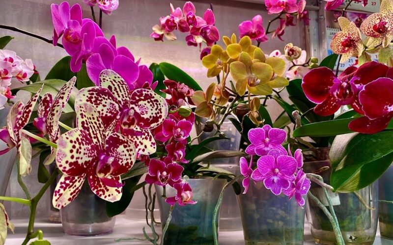 nupirktas puodinis orchidėja karūnuotas