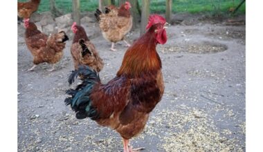 vištos deda daugiau kiaušinių