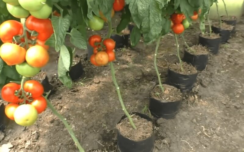 konteinerinis sodininkavimas vietoj tradicinio