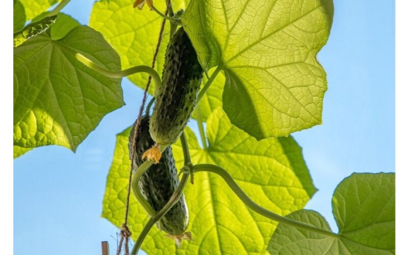 agurkai sukrauti kaip brangenybės