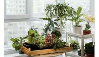 lengvi kambarinės sodininkystės patarimai
