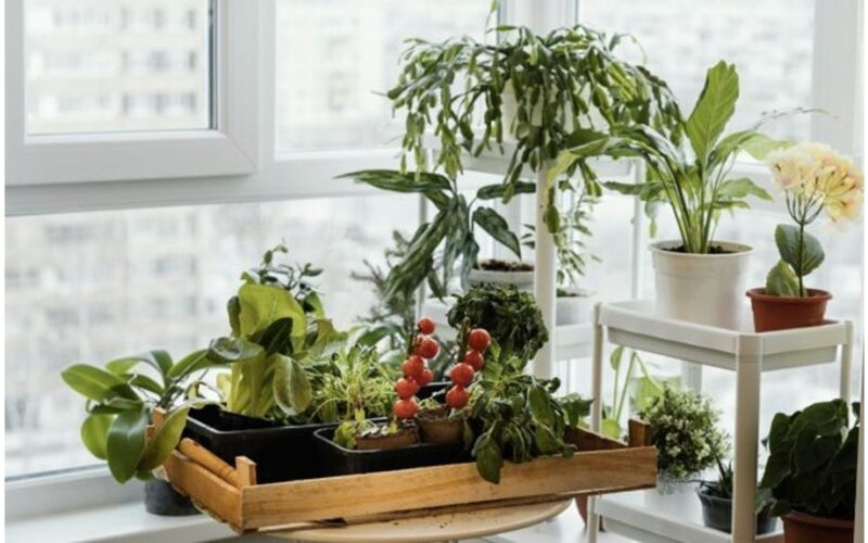 lengvi kambarinės sodininkystės patarimai