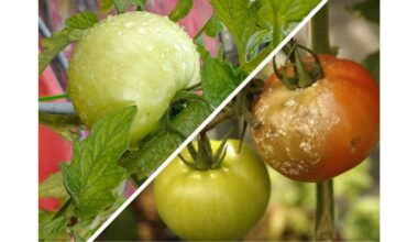 veiksmingas srutos prieš phytophthora
