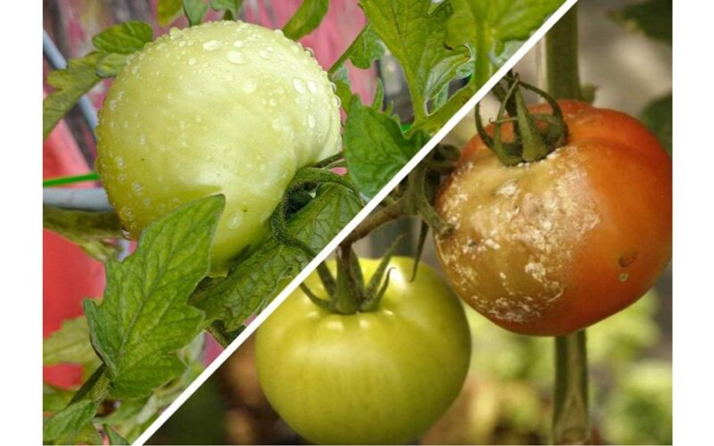 veiksmingas srutos prieš phytophthora
