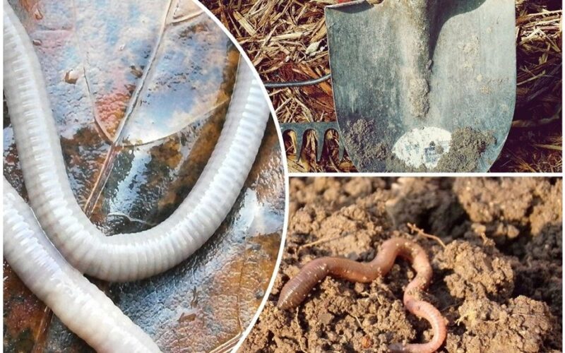 nepastangų reikalaujantis kirmėlių ištraukimo įrankis