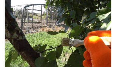 senasis tradicinis medžio žaizdų vaistas