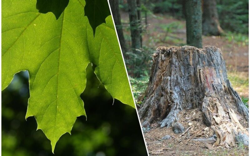 pašalinti klevo medžio atliekas