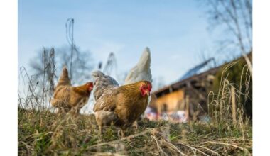 Viščių lesinimui reikia įvairovės