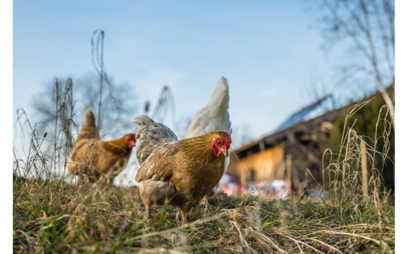 Viščių lesinimui reikia įvairovės