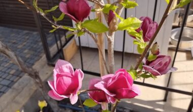 šalčiui atspari magnolijos veislė