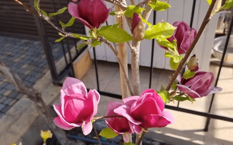 šalčiui atspari magnolijos veislė