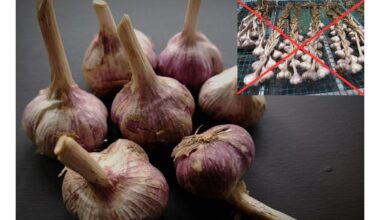česnakas išsaugotas laiko kapsulėje