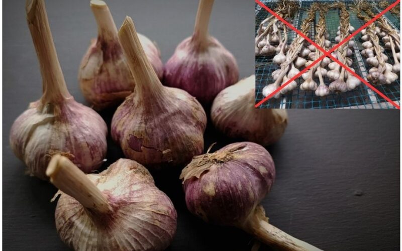 česnakas išsaugotas laiko kapsulėje