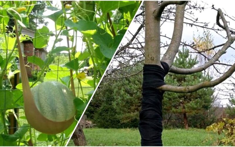 krikštamotė nustojo mėtyti kojines