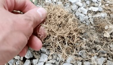 močiutės keturių ingredientų herbicidas