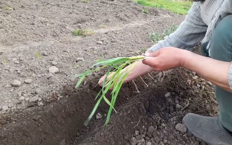 močiutės patarimas išsaugojo česnaką