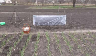 šiltnamio plėvelė vs agrotekstilė