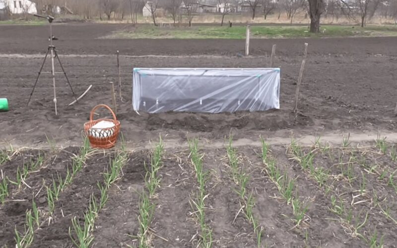 šiltnamio plėvelė vs agrotekstilė