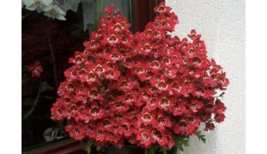 auginant egzotišką schizanthus grožį