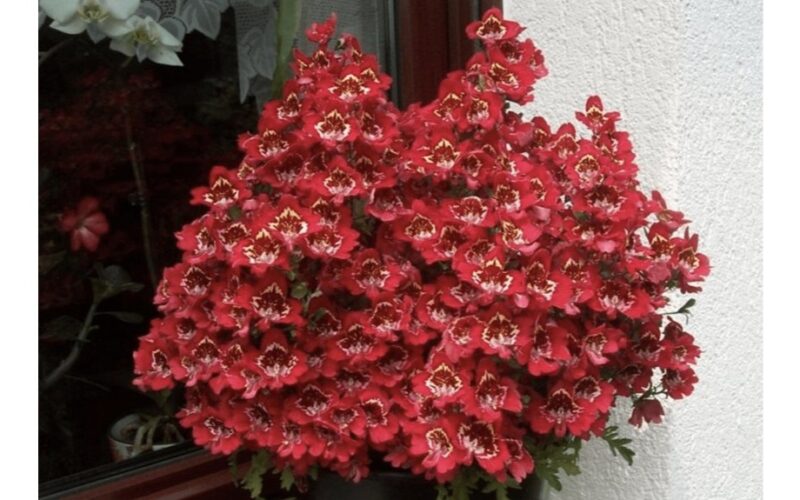 auginant egzotišką schizanthus grožį