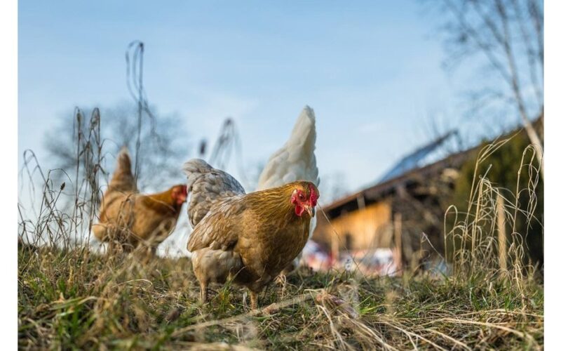 laimingos vištos gausūs kiaušiniai