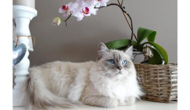juvelyro rūgštis orchidėjoms