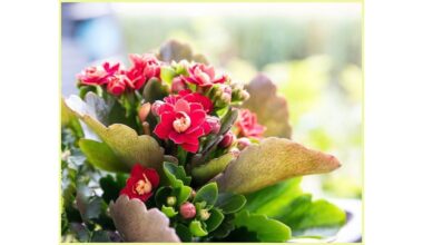 kalanchoe atsigavo po tablečių