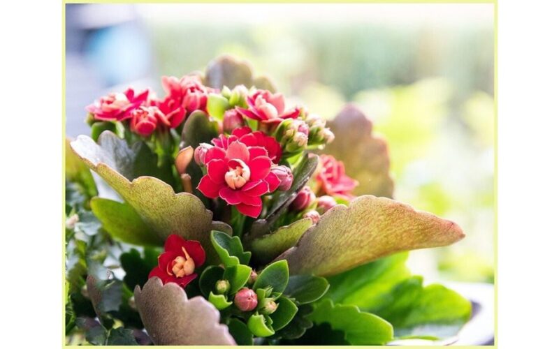 kalanchoe atsigavo po tablečių